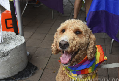 Capital Pride Festival #112